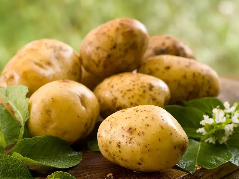 Potatoes: What Are Their Medical Benefits?